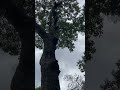 【クヌギの大木】特殊伐採 Felling of large sawtooth oak trees #shorts #treeremoval #treeworker #stihl