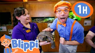 Learn and Play with Blippi at the Science Center for Kids! | Educational Videos for Kids