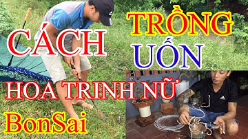 Cách Trồng. Uốn Cây. Hoa Trinh Nữ - Xấu Hổ - Mắc Cỡ - BonSai - Đào Vượng HV