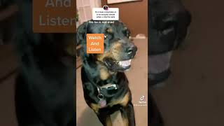 The Truth Behind The 100Million+ View Video Bear The Growling Rottweiler From Tiktok