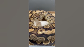 Another Clutch of Ball Python Eggs #snakes #pythons #reptileshow