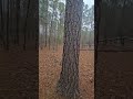 Finally closed on the land!