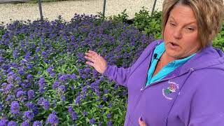 Caryopteris Beyond Midnight  Garden Crossings