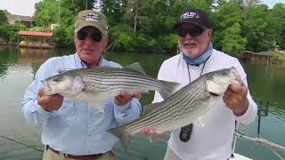 Lake Hickory Stripers | Bob Redfern's Outdoor Magazine