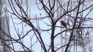 First Day of Spring 2013