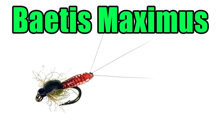 Baetis Maximus - Extended Body Mayfly Nymph Fly Ty...