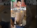 Hindi animal dubbing video 😂🤣#funny #ytshorts #shorts #trending #cat #pets #dog #viral