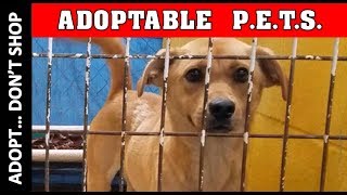 Adoptable PETS, Dogs and Cats, in Lawton Oklahoma