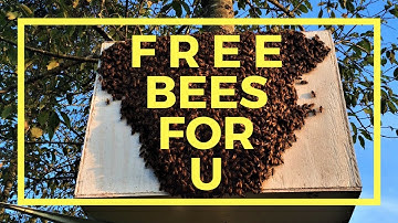 Swarm Traps: What you need to know, to be successful.