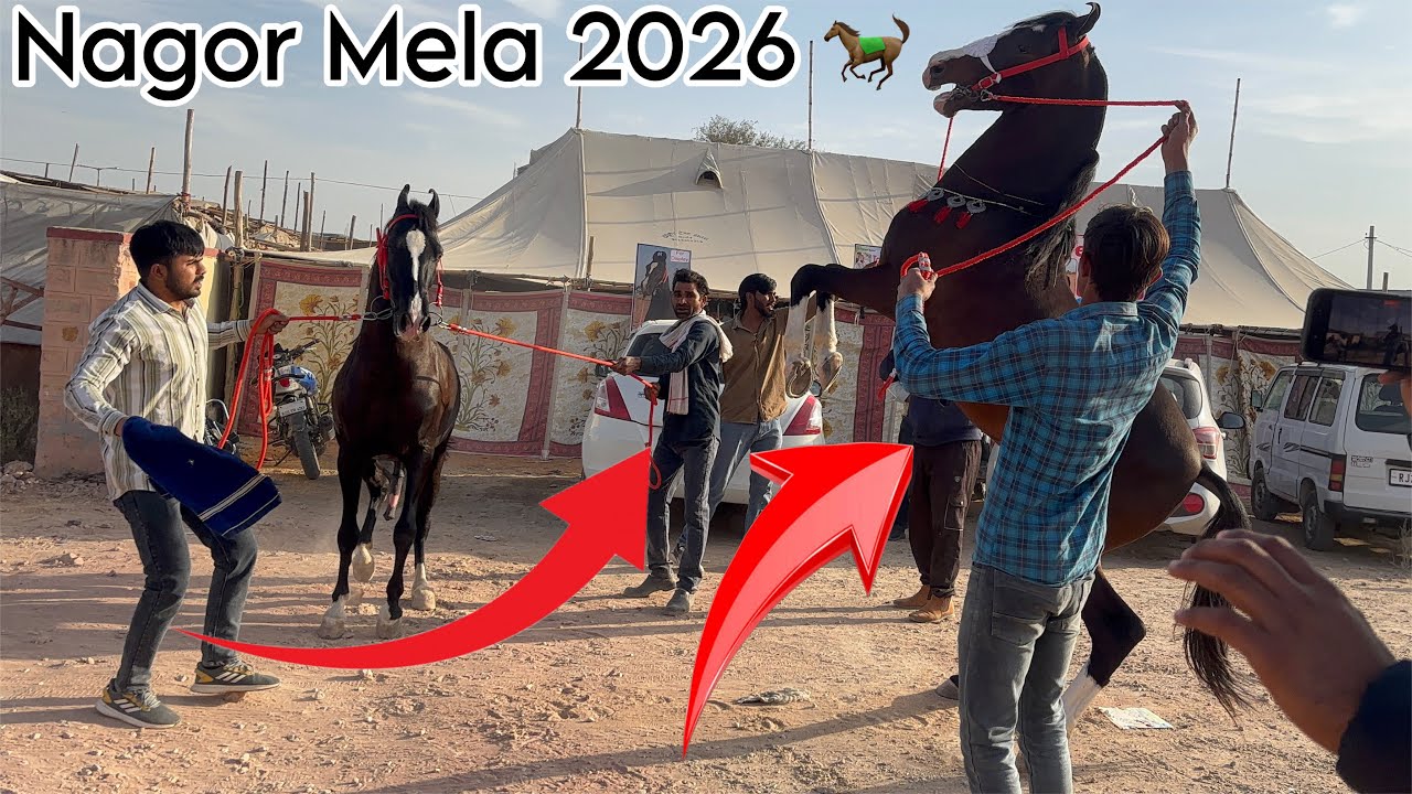 नागौर पशु मेला 2026 देख सकते हो कितने घोड़ा घोड़ी आए हुए हैं? मेला रहेगा 18 जनवरी से 28 जनवरी तक।