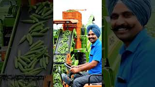 Bhindi todne ki jabardast machine! 🇮🇳 Indian Farming Tech #farming #agriculture #indianfarmer