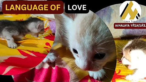 Watch the video about Kittens' First Bed Playtime Without Mom | Funny Cats Hub