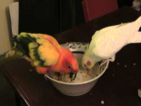 cockatiel and sun conure
