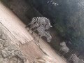 Sex of a zebras