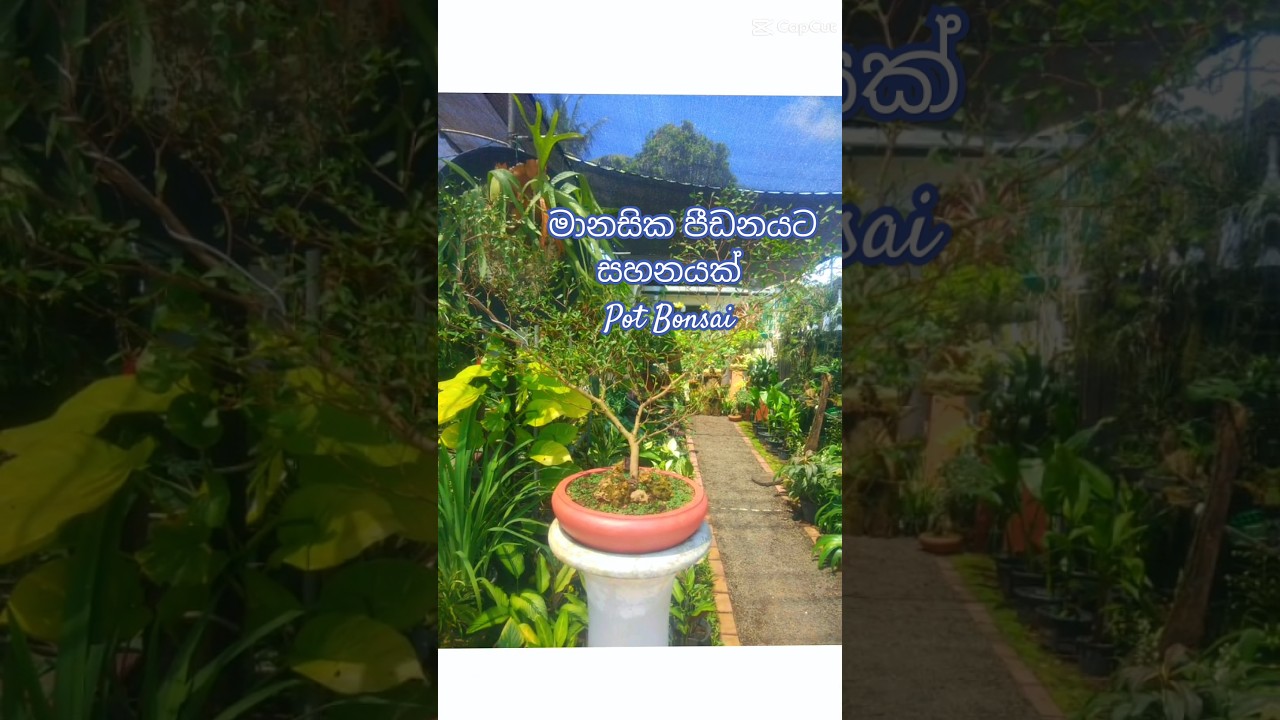 මානසික සුවතාවය විඳගන්නට✨ විශ්වයෙන් ඔබට ඇරයුම්....