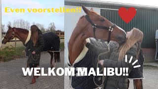 WELKOM Malibu! Nieuw paard? Hoe is het nu met Yente!? |Purarazadivino #VLOG 108