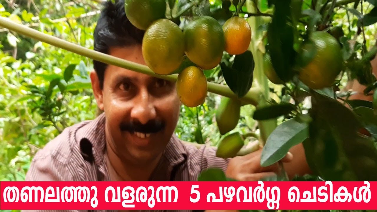 തണലത്തു വളരുന്ന 5  പഴവർഗ്ഗ ചെടികൾ Fruit Trees That Grow in the Shade Krishi Lokam