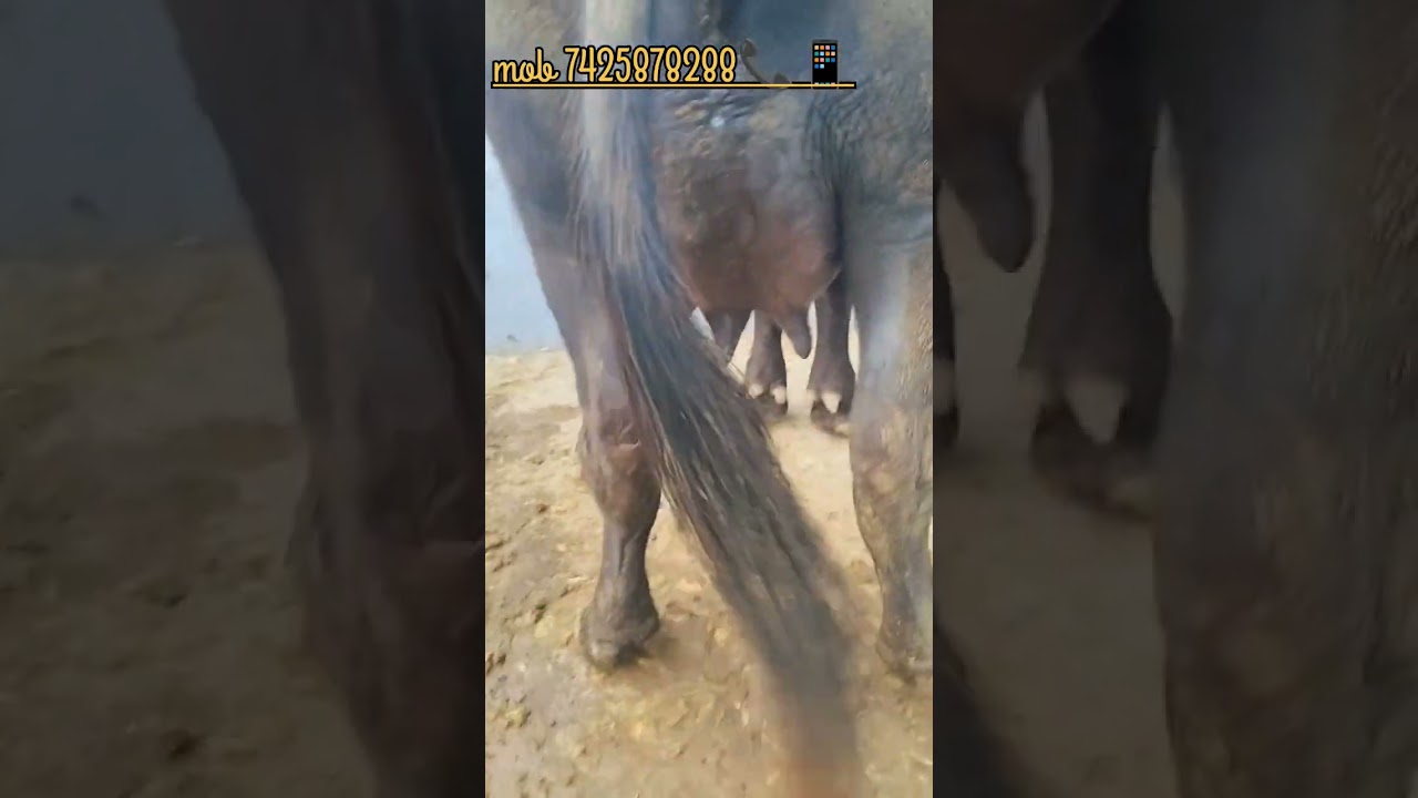 7425878288📞 sri ganganagar High milk yield buffalo murrah buffalo short video 