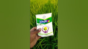 Nativo   bayer company