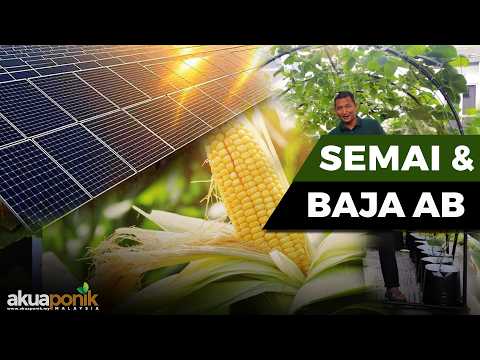 Cara Bancuh Baja & Semai Benih Jagung Fertigasi | Perlu Ke Guna Solar ???