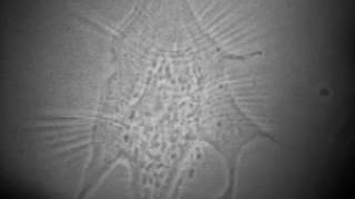 01 7 Beating Heart Cell