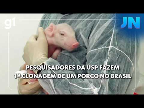 JN: Pesquisadores da USP comemoram a primeira clonagem de um porco no Brasil