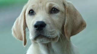 Собачья жизнь: Друзья навек — Русский трейлер (2024)