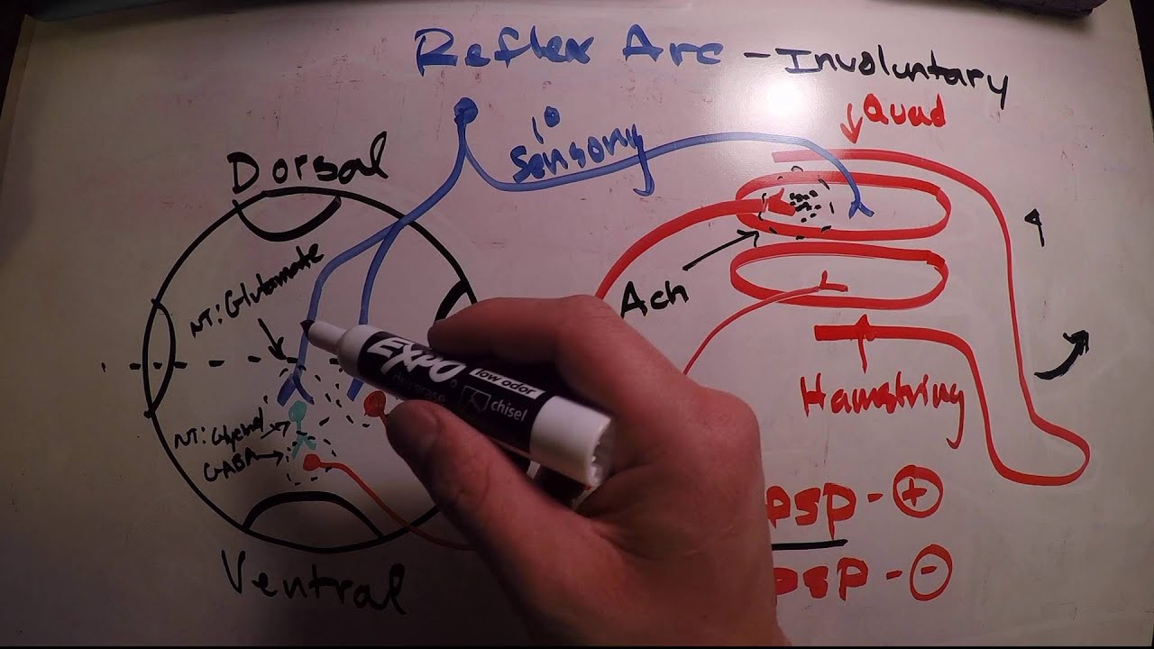 The Reflex Arc - YouTube