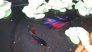 My Betta Hmpk Breeding Tank Simple