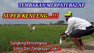 MERPATI BALAP SPRINT || MERPATI BALAP SPRINT TEMBAK KERAS || MERPATI BALAP TEMBAK LOS DOOOR