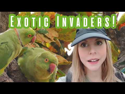 Related Embedded Video Item Thumbnail