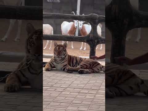 Animals Look At A Tiger Cautiously 