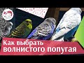 Выбираем волнистого попугая: советы на ilikepet