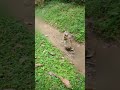 Wild monkeys season momentt along roadside #animalmonkey