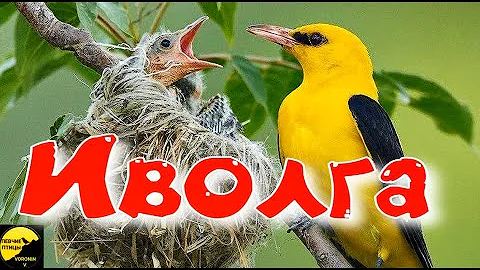 ИВОЛГА ОПИСАНИЕ  И ФАКТЫ Oriolus oriolus