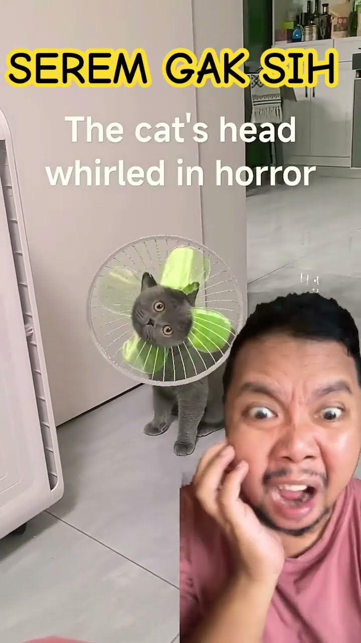 KUCING KIPAS ANGIN YG ANEH!!??? #shortsfeed #comedy #lucu #amazing #funny