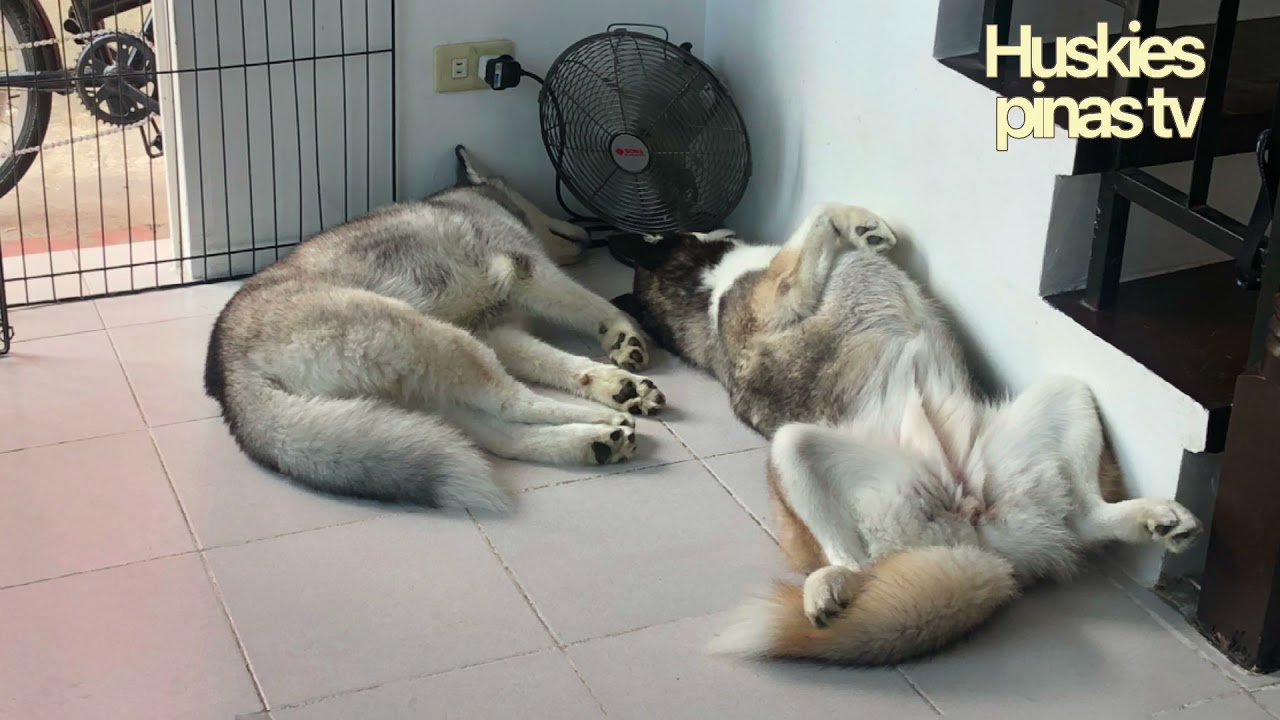 How Many Hours Do Huskies Sleep