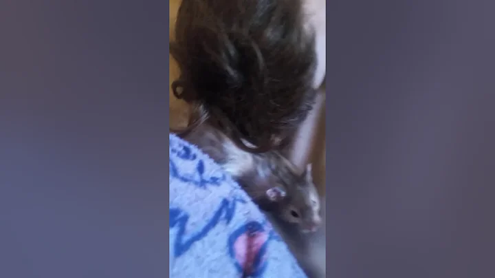 Hamster playing