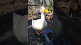 Cute Duck Has Attitude.
