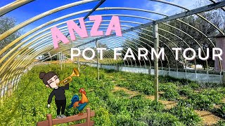 #PFTWM (Pot Farm Tour with Me!) Anza, CA