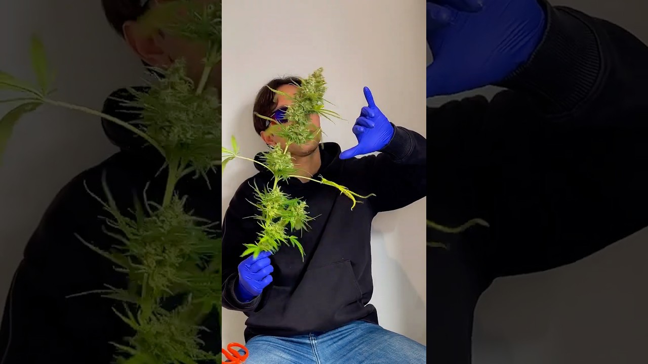 Resultados de 4 plantas con LST - Papaya Zoap F1 Fast Version® de Sweet Seeds®