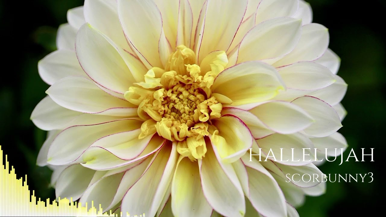 Hallelujah (Melbourne mix)