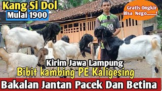 1900...!! KALIGESING PE GOATS FREE SHIPPING ALL OVER JAVA #goatprice#PE goats