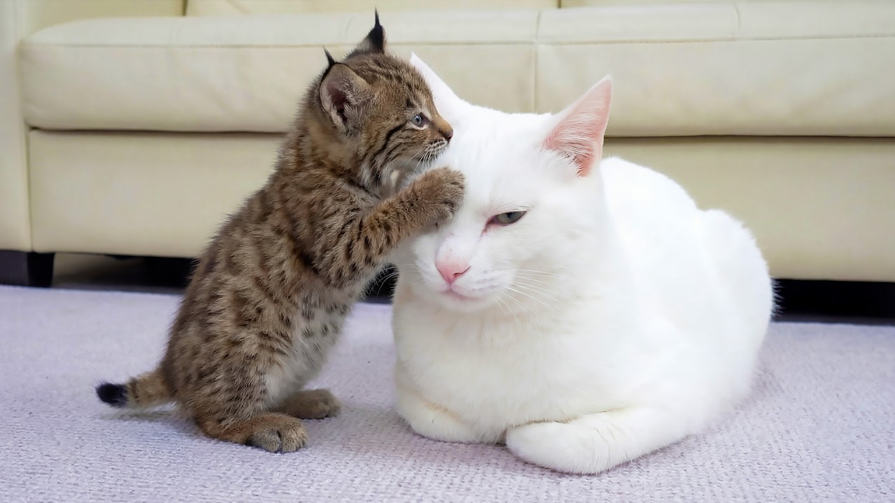 This Bossy Cat Ruled the House Until a Tiny Bobcat Arrived! Nobody ...