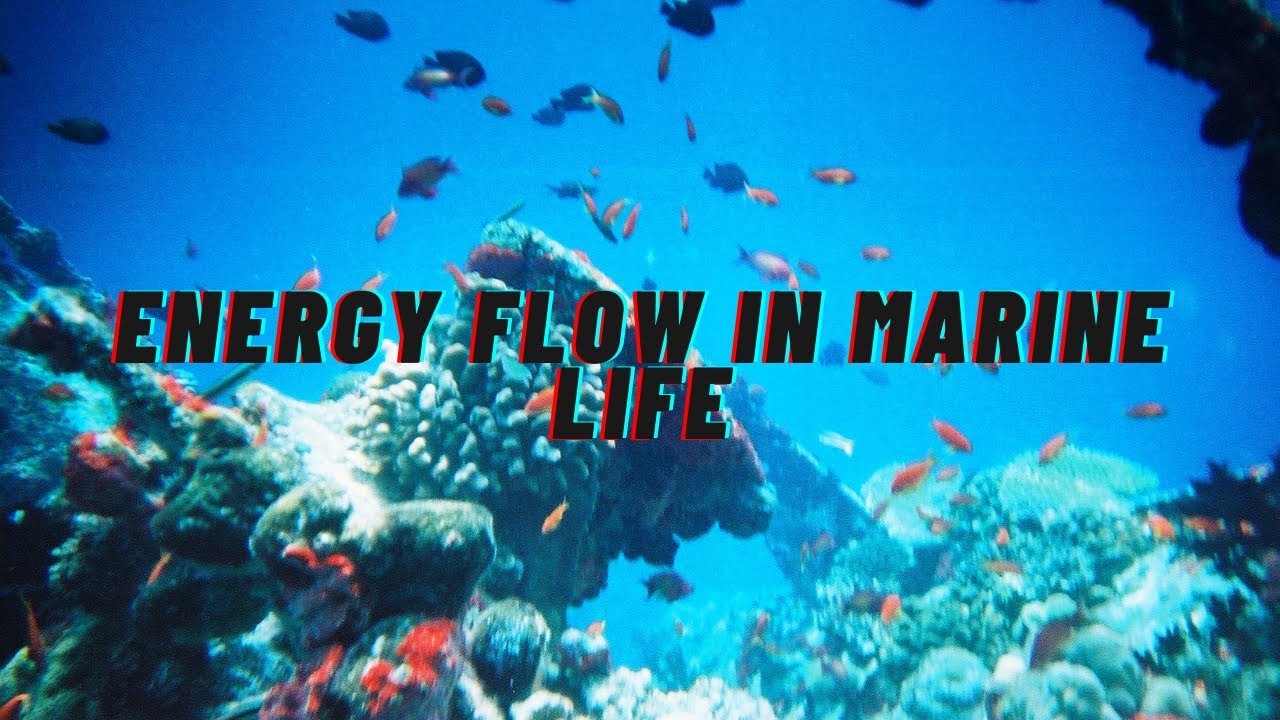 Energy Flow in Marine Life Quiz