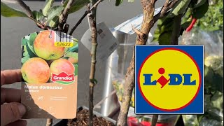 New plants in LIDL. Dwarf fruit trees &amp; more. Shopping vlog #gardening #bargain 