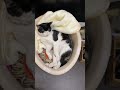 居眠り猫社員【保護猫】 #保護 #猫 #cat #野良猫