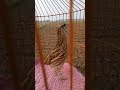 quail sound|batair ki awaz|desi batair ki awaz|quail|quail mp3|quail audio|quail bird|desert quail