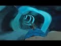 REEF PLUNGE, Underwater Water Slide, Aquatica Orlando