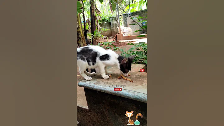 Watch the video about Cute cat meow 😊❤️ tom and jerry #kitten #tomandjerry #shorts #meow